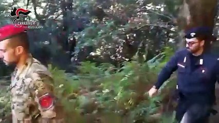 Carabinieri rinvengono e distruggono oltre 1.100 piante di marijuana tra careri e plati’: un arresto