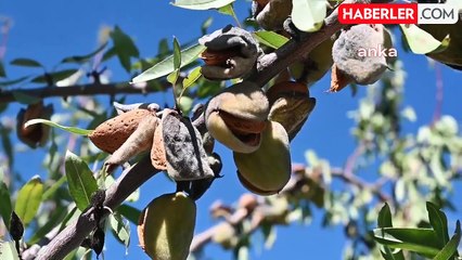Yozgat'ta Çiftçiler İklim Değişikliği Nedeniyle Badem Üretimine Geçti