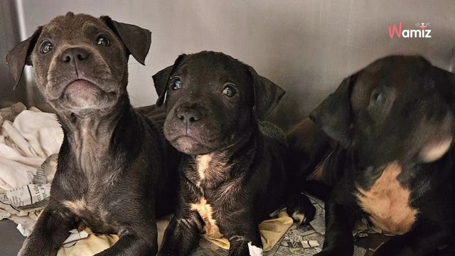 Il trouve une portée de 11 chiots en grand danger : un appel sur les réseaux sociaux est lancé pour les sauver