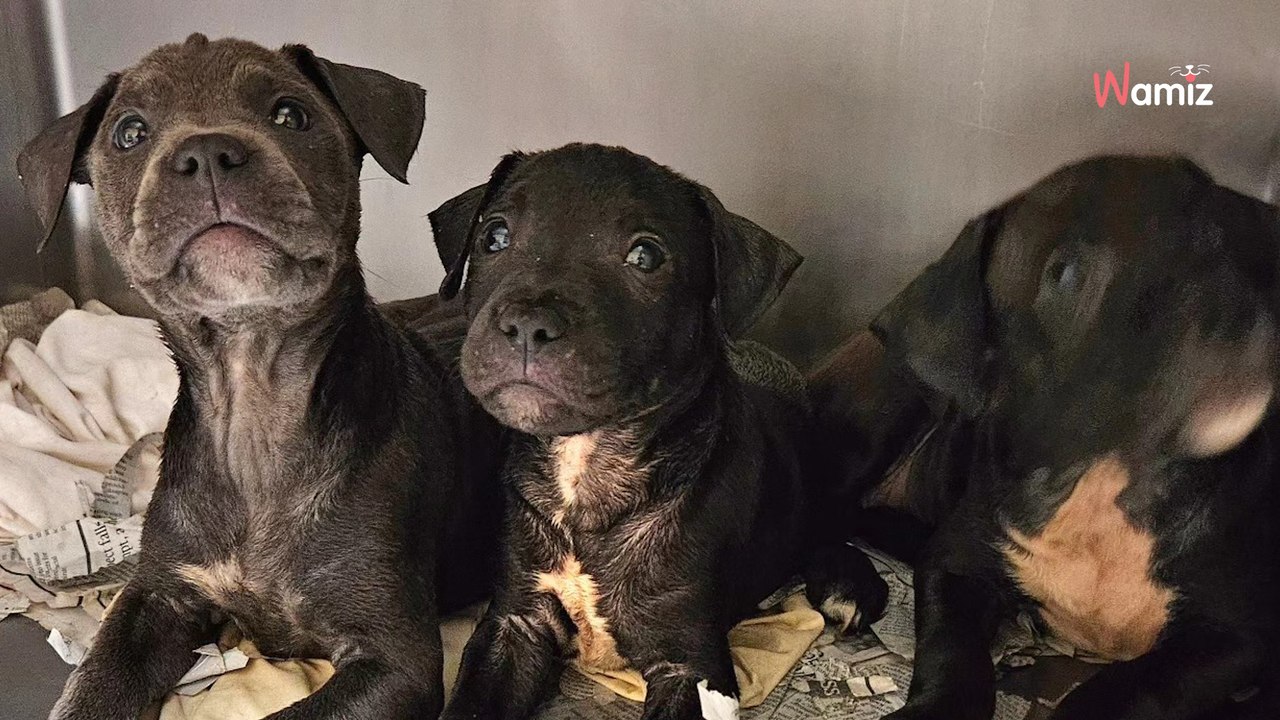 Il trouve une portée de 11 chiots en grand dang...