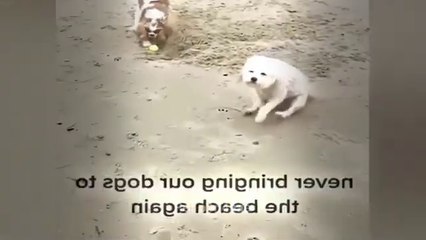 Cats and Dogs Videos ||  Hilarious Animal Compilation Part No:33  #2024