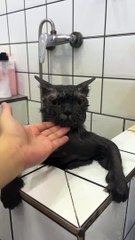 Lazy Pets Doing Funny Things: The Ultimate Chill Mood