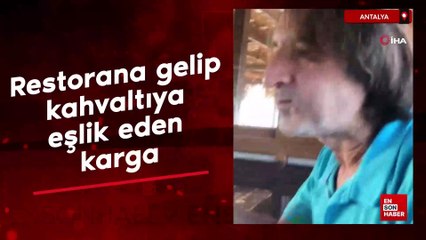 Antalya'da restorana gelip kahvaltıya eşlik eden karga
