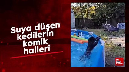 Suya düşen kedilerin komik halleri