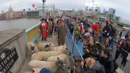 Actor Damian Lewis herds ship over London bridge to honour medieval tradition