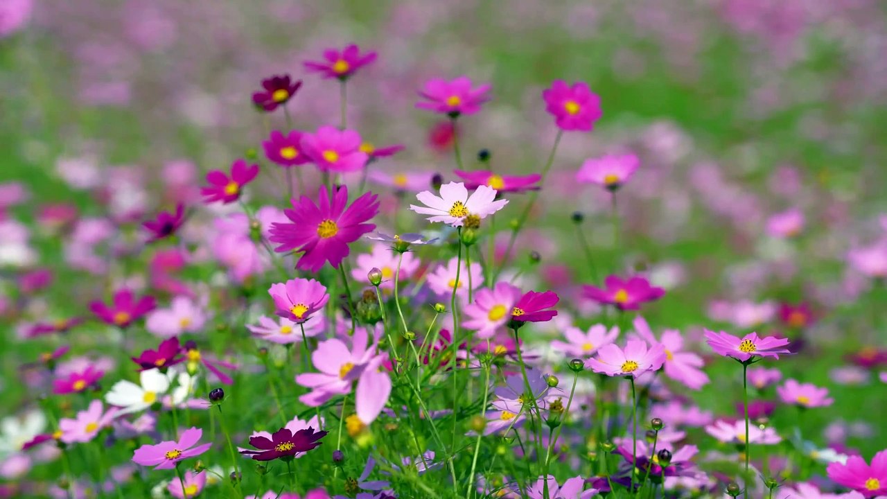  "Bloom & Dance: The Magical Flower Songs! "