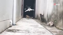 Spektakuläres Video: Kätzchen legt sich mit 3 Katzen an, die versuchen es zu fangen