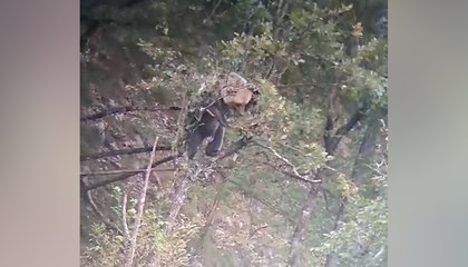 La "colazione" dell'orso in cima all?albero: immagini spettacolari nei boschi del Brenta