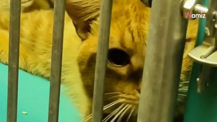 Rescue cat has the most adorable way of asking volunteers for attention (video)