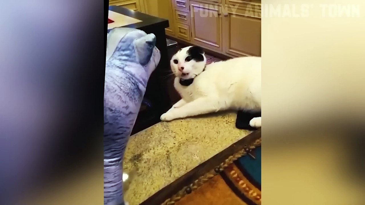 DOGS and CATS