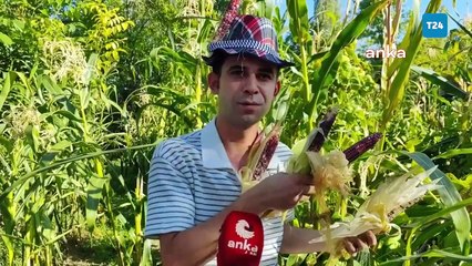 Karabük'ün "çılgın mısırcısı" Yasin Yassıçayır, ürettiği rengârenk mısırlardan elde ettiği gelirle özel çocukların eğitimine katkı sağlıyor