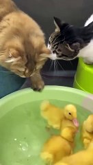 Duckling invites the kitten to swim together_so funny and cute