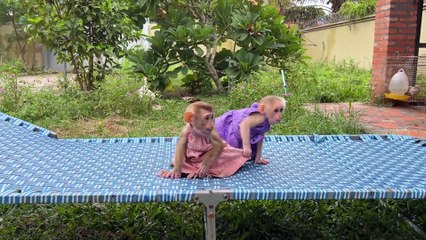 Trending Cute Baby Monkeys Playing with Chickens: Adorable Animal Video!