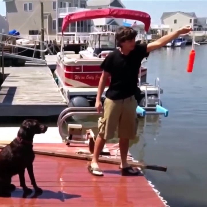 Cute But Dumb Dogs