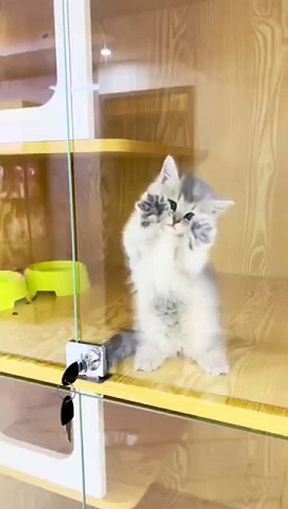 Cute and Funny Hybrid Animals | Adorable Animal Mixes