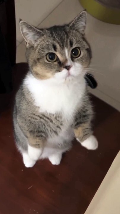 The Kitty Kitten 