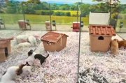 Aquanatura muestra las instalaciones para perros y gatos que la ley animalista le obliga a eliminar