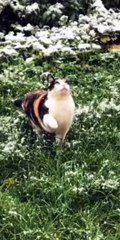 Cute cats 2024 | #cat #pets #catlover