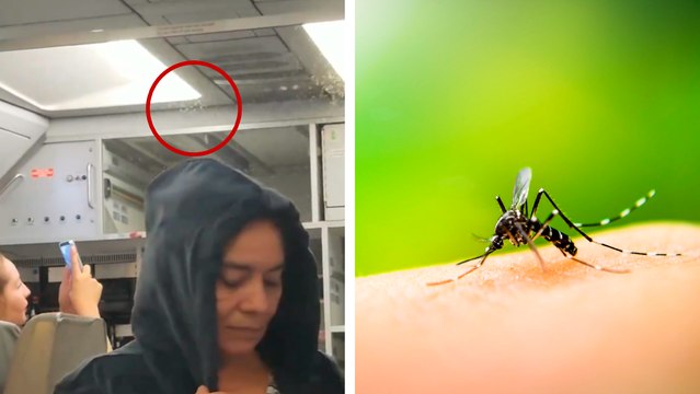 Mexicana de Aviación en polémica por infestación de mosquitos en uno de sus vuelos en el AIFA
