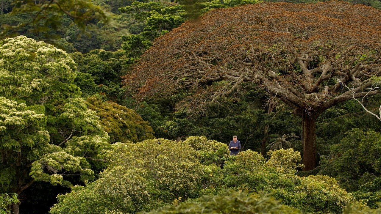 Il était une forêt