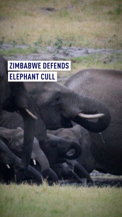 Zimbabwe defends elephant cull