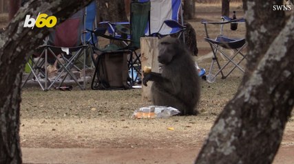 These Baboons Caught Red Handed Stealing From Family Campsite