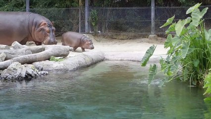 This Hippo Calf Is Trying to Learn From The Best As He Swims With His Mom