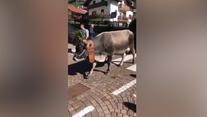 A Fiera di Primiero, in Trentino, la "Gran festa del Desmontegar"