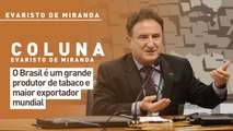 O Brasil é um grande produtor de tabaco e maior exportador mundial