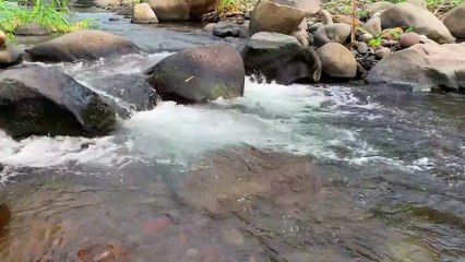 Suara aliran sungai yang menenangkan. cepat tertidur