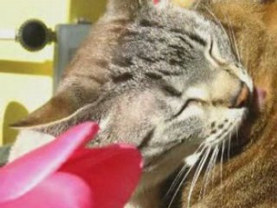 Katzen_Chats_Gatti