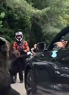 Ne jamais nourrir les animaux sauvages... car ils sont sauvages