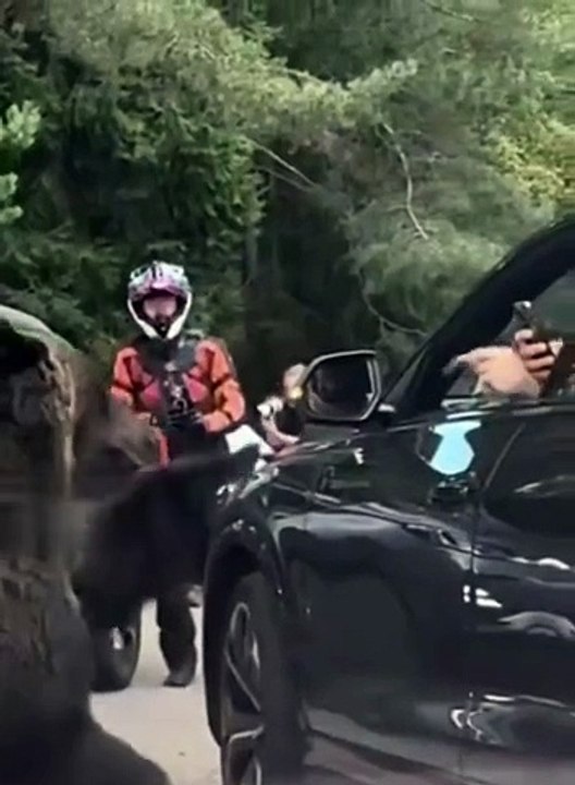 Ne jamais nourrir les animaux sauvages... car ils sont sauvages