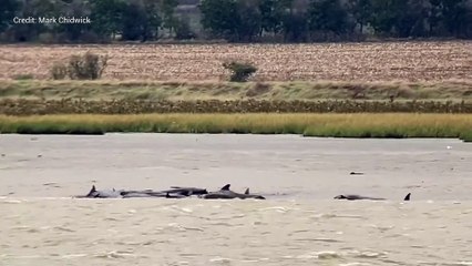 Rescue mission launched to save stranded whales off Kent coast