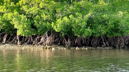 Music Without Borders!