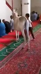حمار يدخل الجامع وقت الصلاة