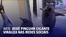 Web: bebê pinguim gigante viraliza nas redes sociais