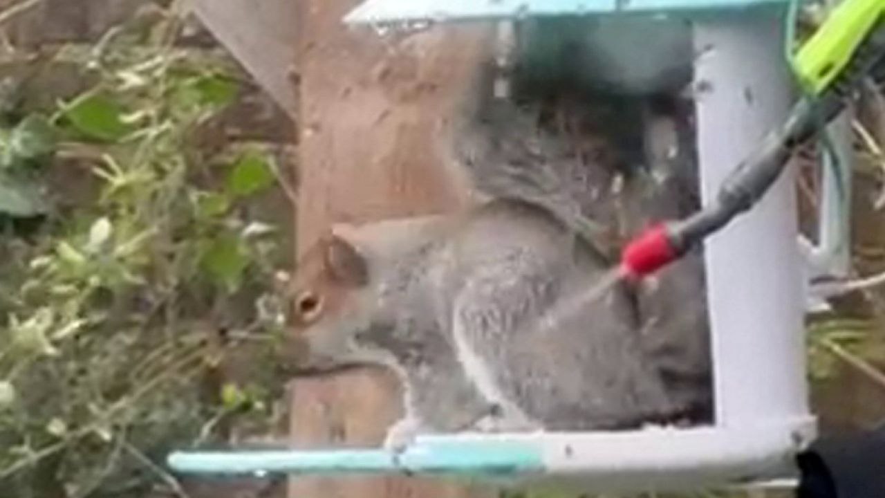 Klempner baut alexa-gesteuerte wasserpistole, um lästige eichhörnchen zu verscheuchen