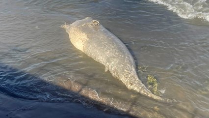 A second dead whale has washed up on a beach