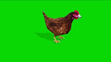 Chicken Green Screen 4K