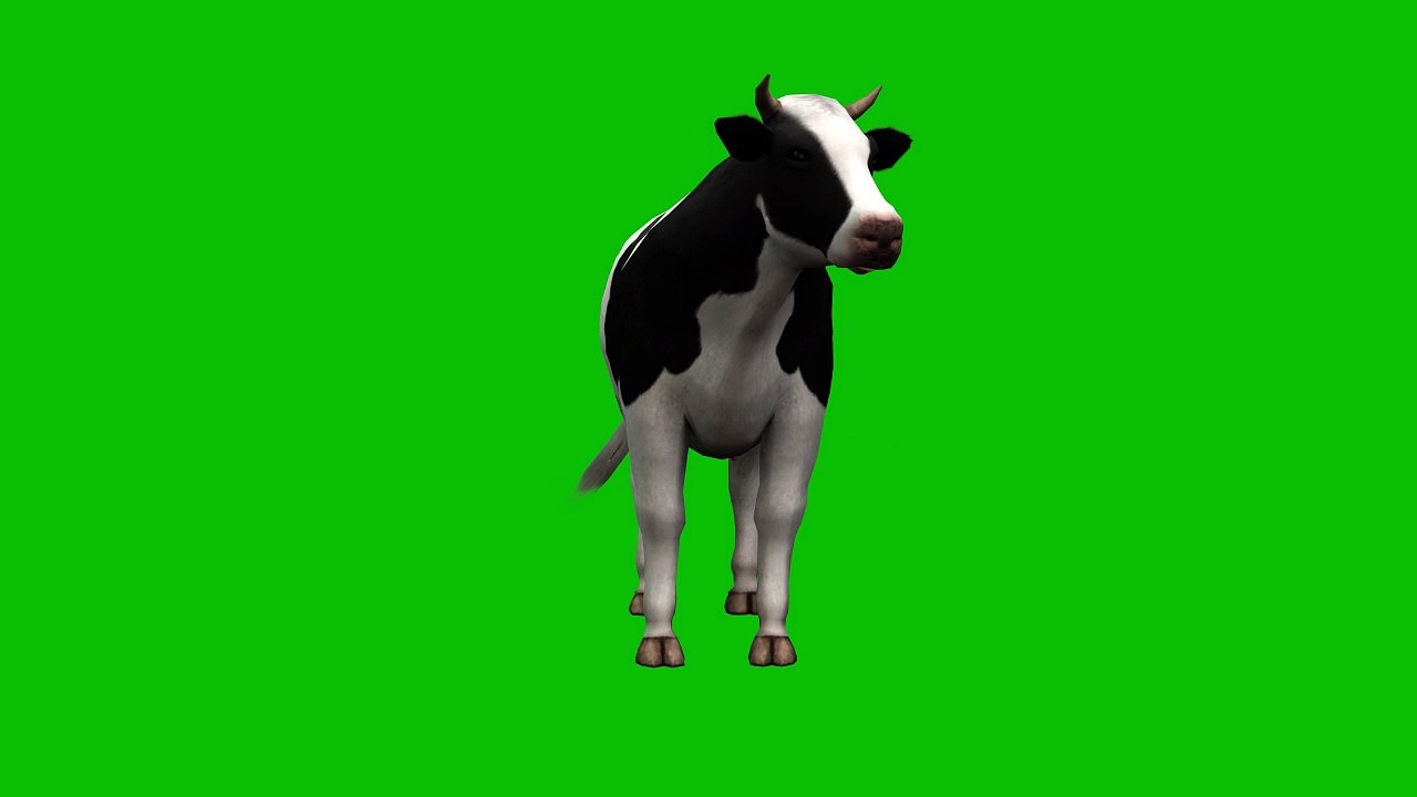 Cow Green Screen 4K