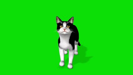 Cat Green Screen 4K