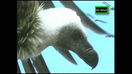 Matar para vivir: Vuelo hacia la muerte - Documental (1997) - Español Latino - Episodio 5