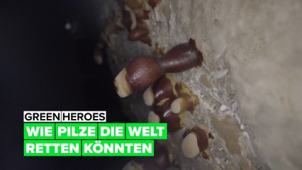 Green Heroes: wie wir mit der Hilfe von Pilzen die Welt retten können