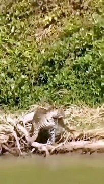 Brave hunter tagger,,,