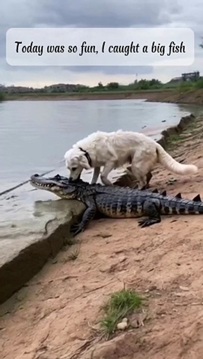 caught a big fish #animal#fun#funvideo