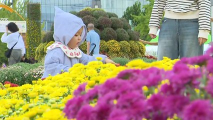 코스모스 '활짝'...알록달록 가을 정취 즐겨요 / YTN