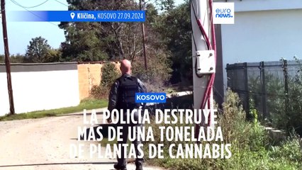 Kosovo: La Policía destruye plantas de cannabis valoradas en 5 millones de euros