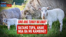 Sino ang tunay na ama? – Batang tupa, anak nga ba ng kambing? | GMA Integrated Newsfeed