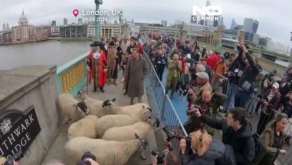 NO COMMENT: El actor Damian Lewis arrea ovejas en Londres en honor a una tradición medieval